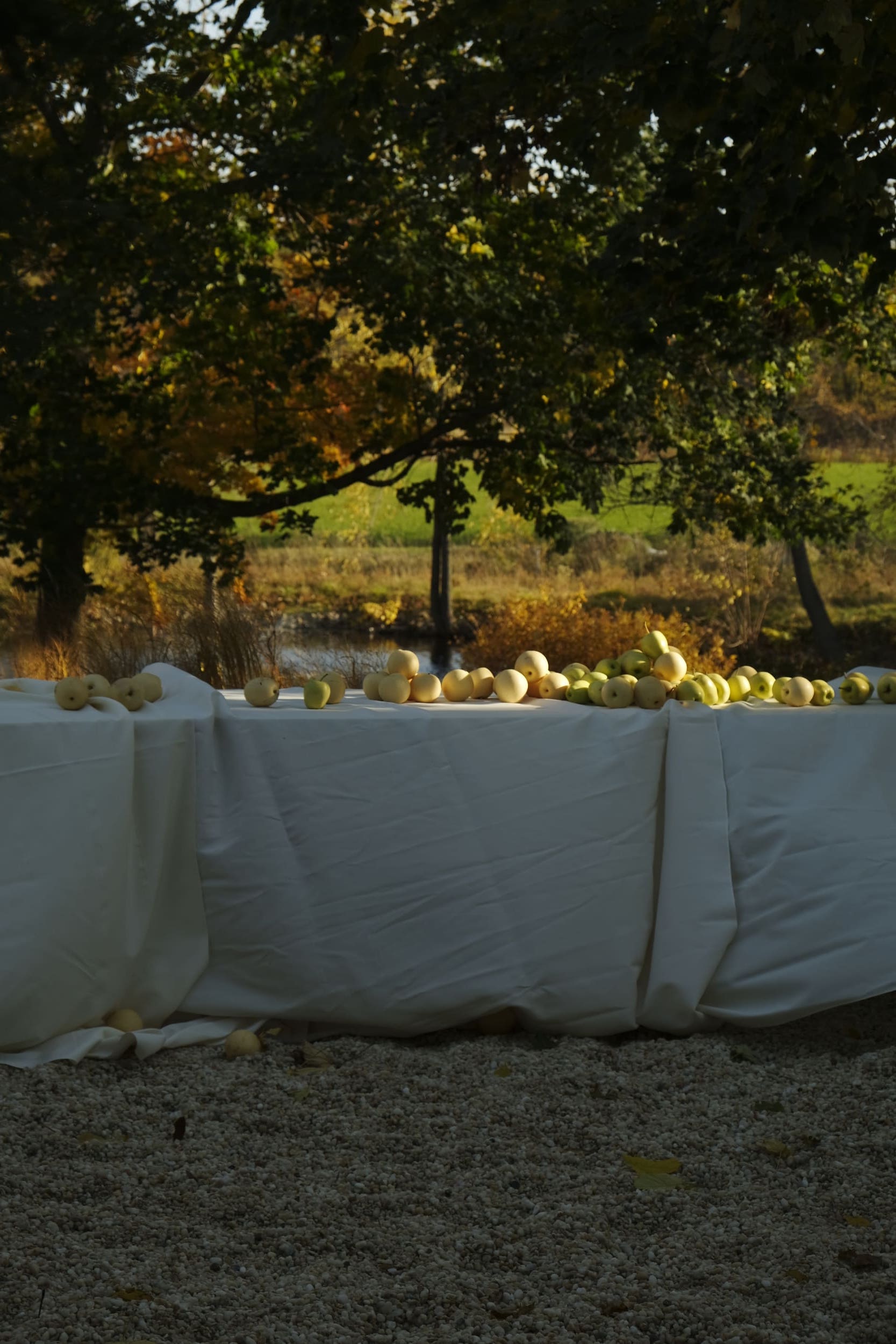 apples arranged on top of a long table in the dappled light