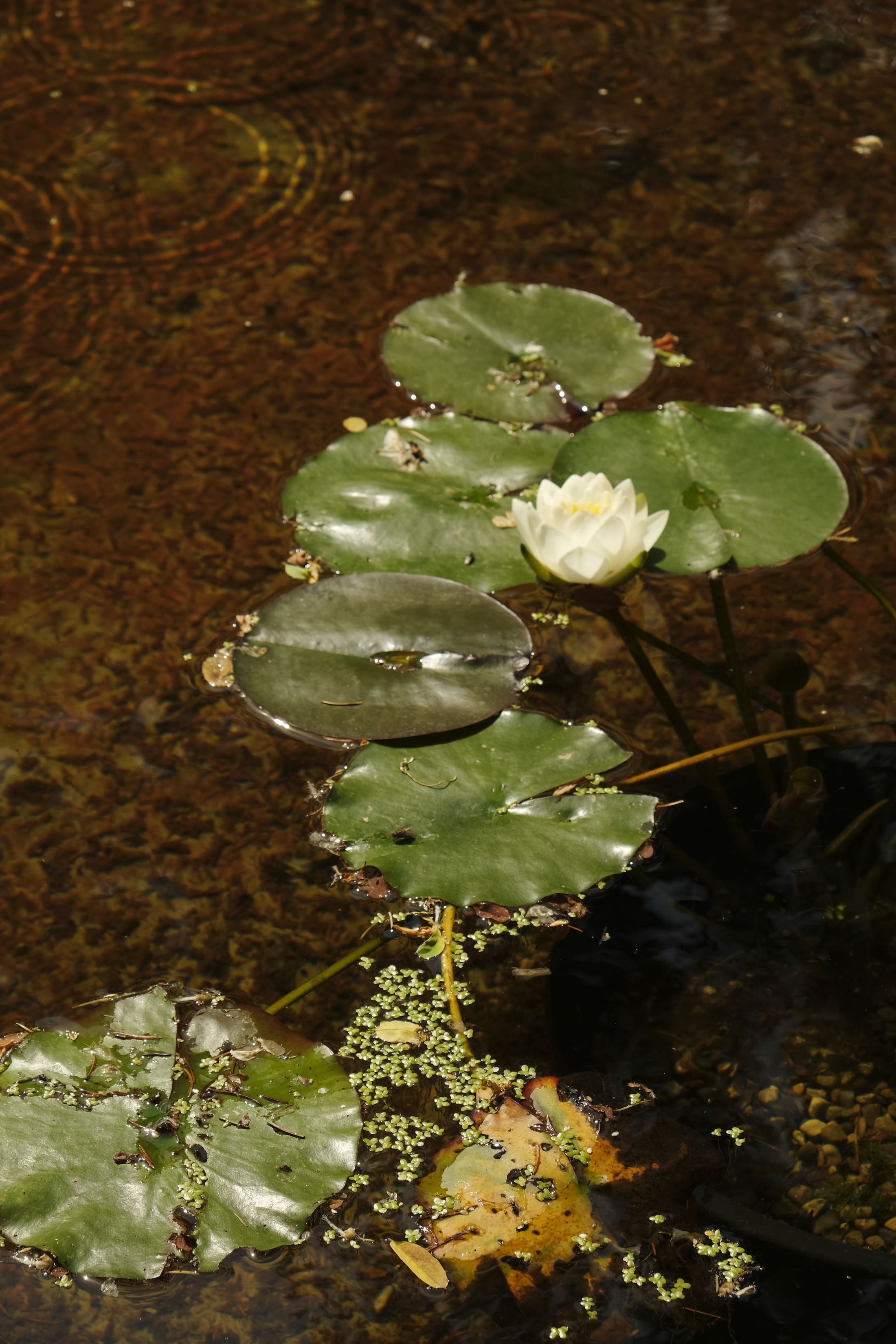 lily pads and flowers in the sunlight