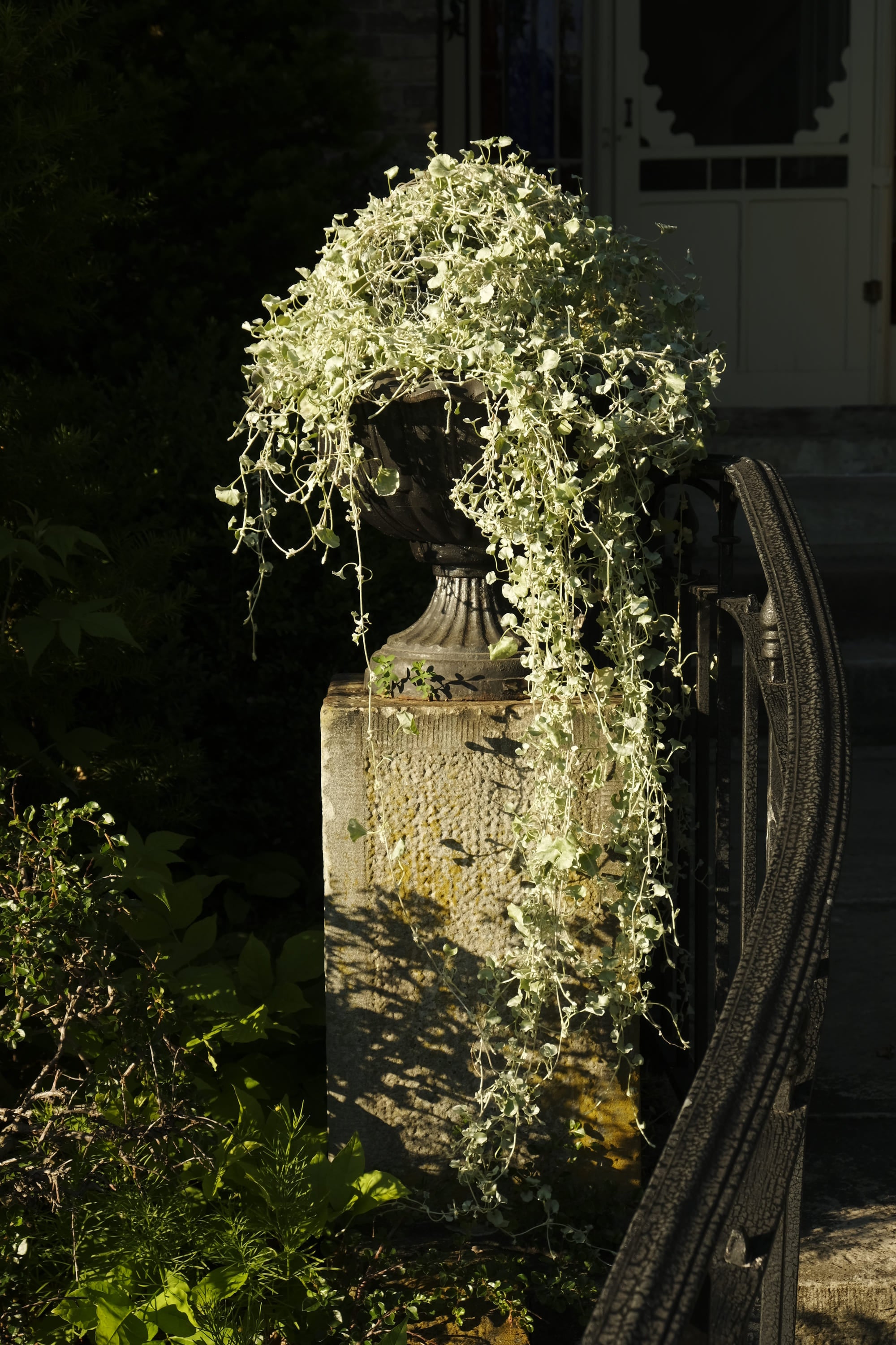 a cascading light green plant in a cast iron planter