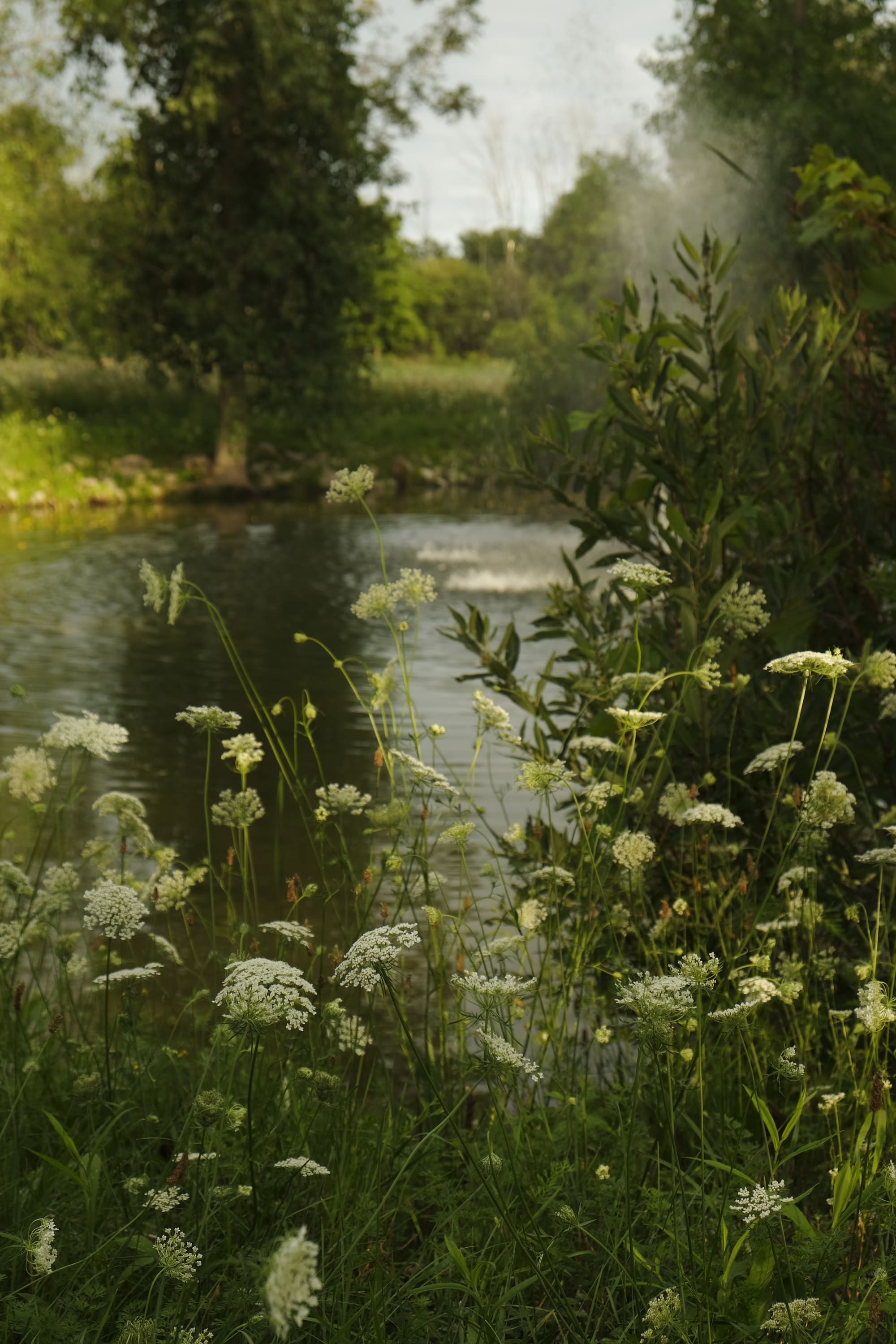 queen anne's lace sits in front of a pond