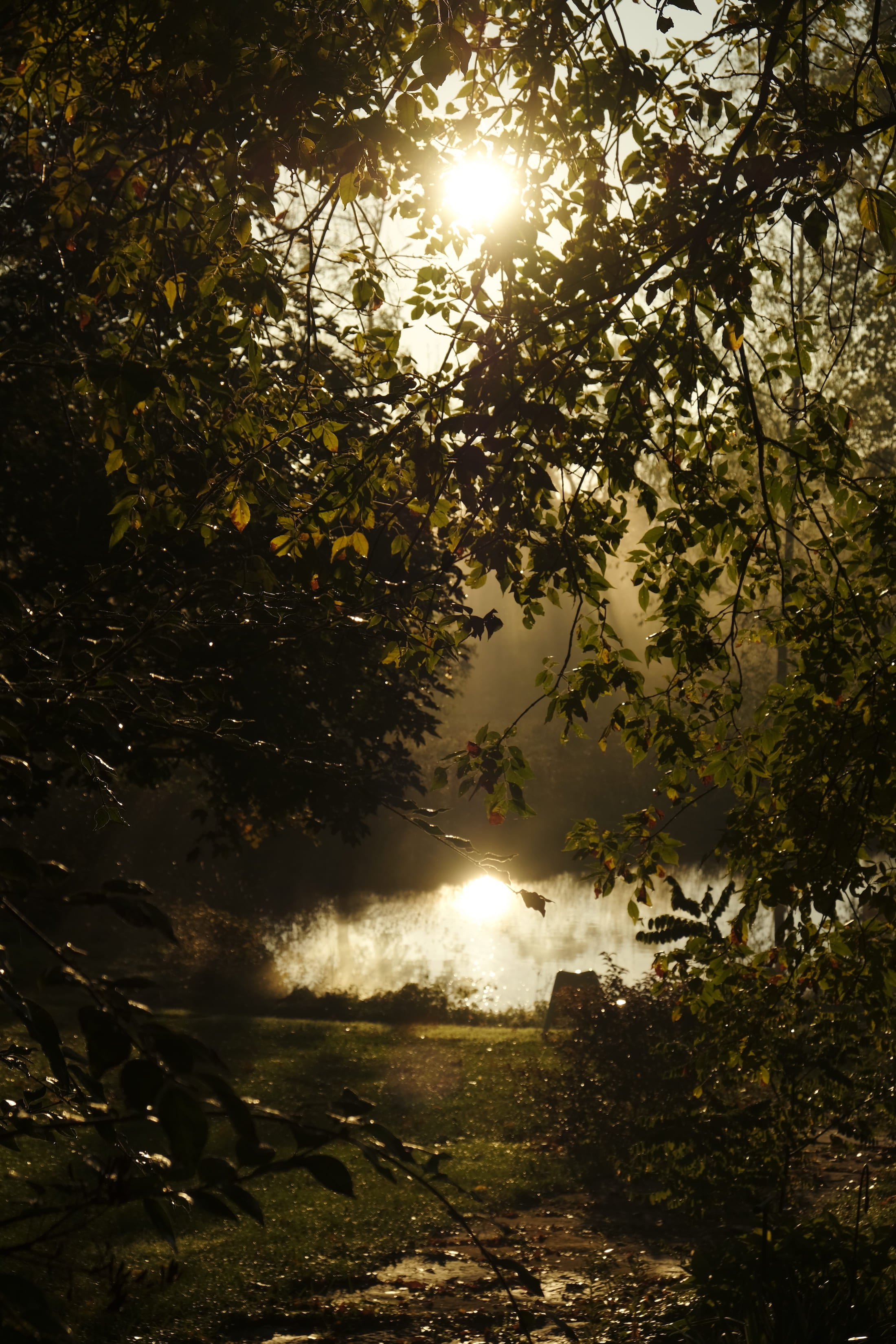 sunlight reflecting on a pond