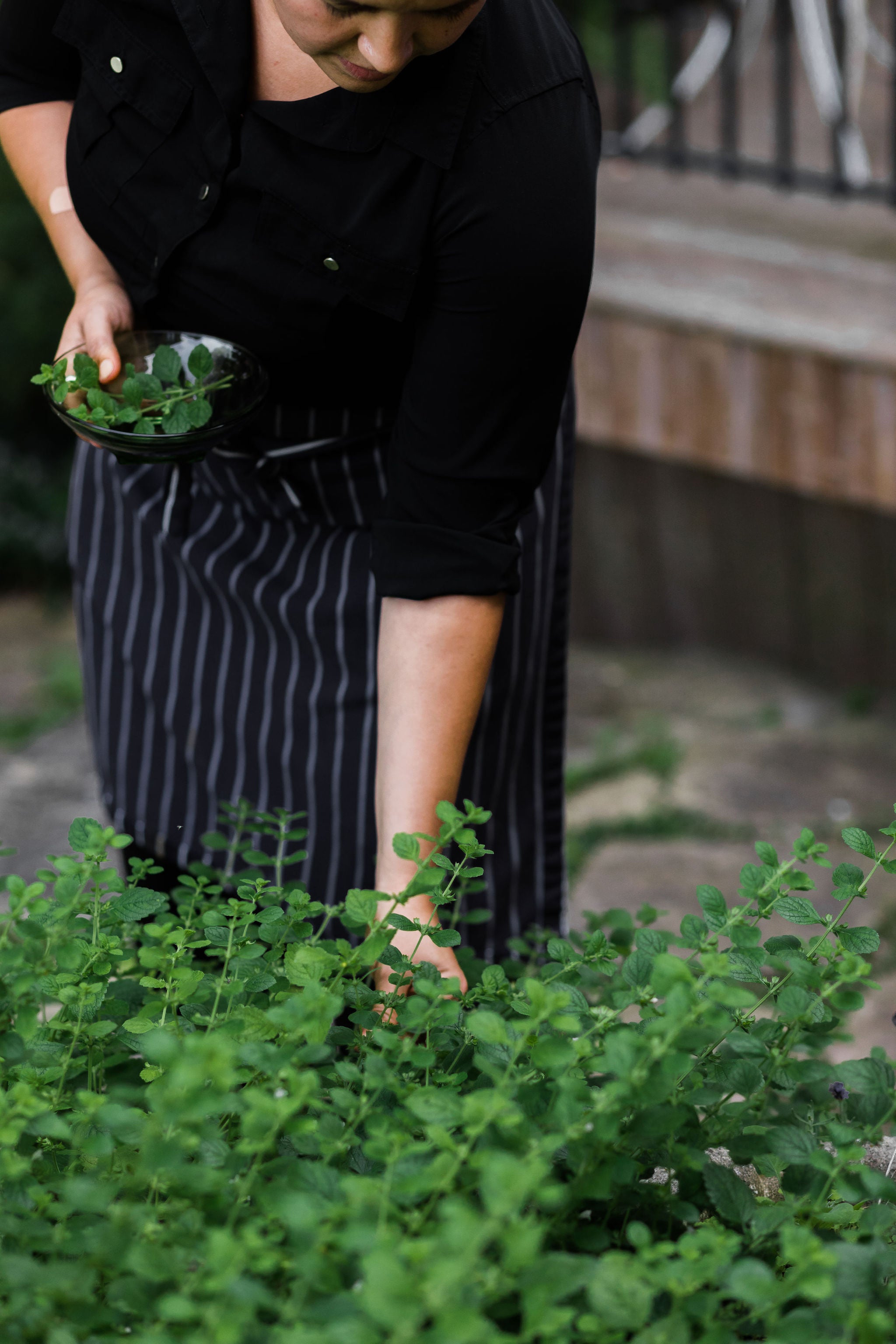 woman picks herbs from a garden