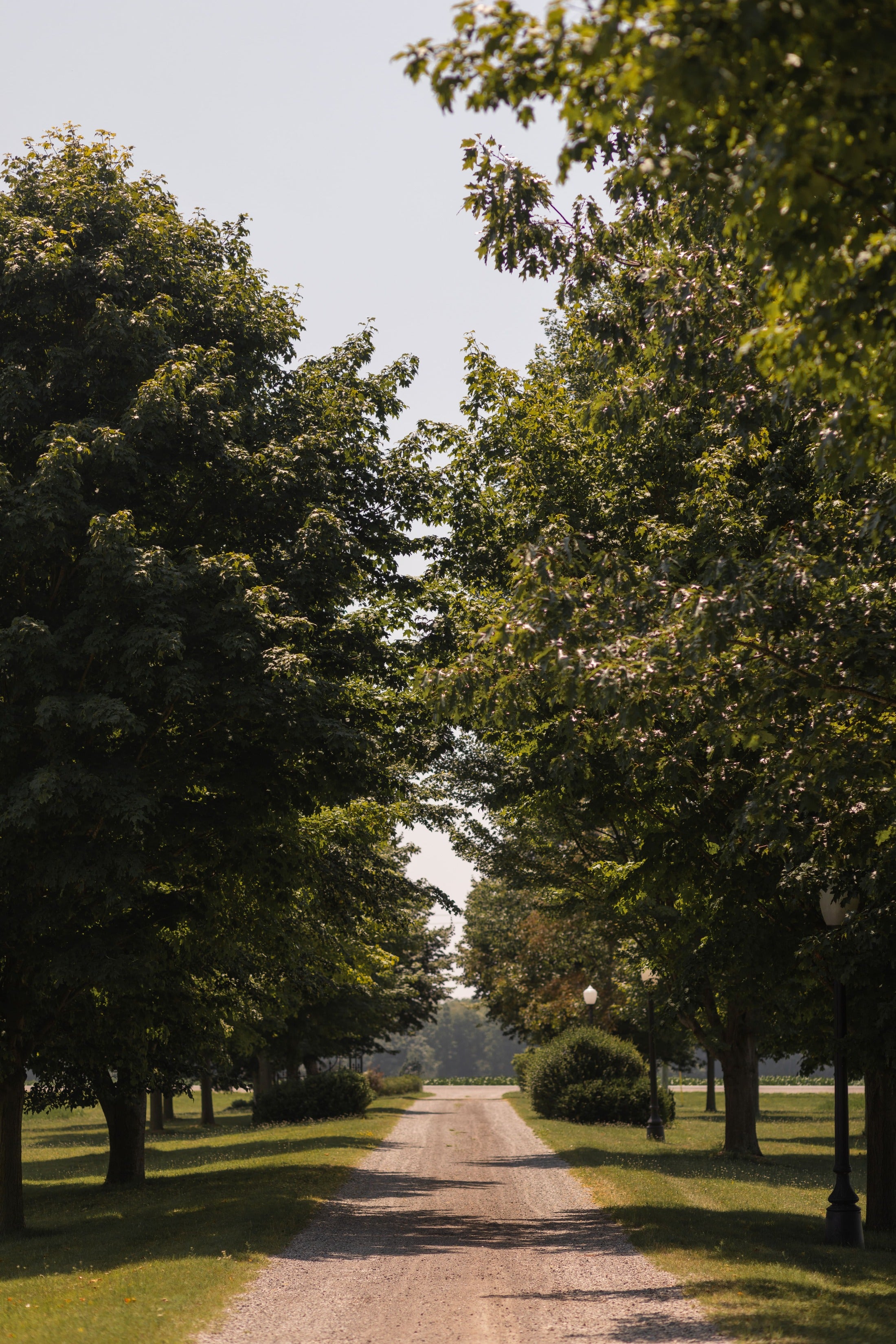 a long tree lined driveway