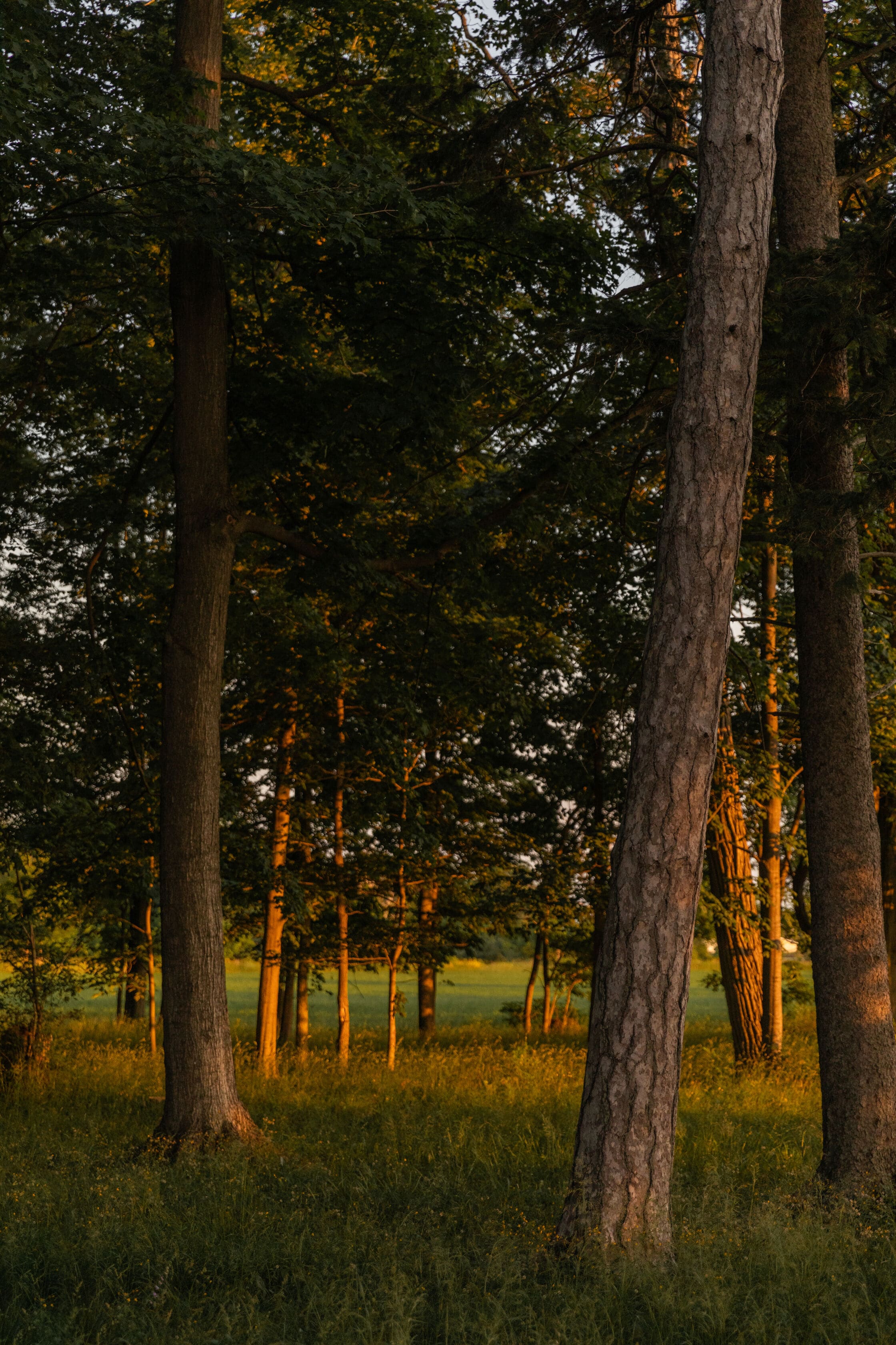 a grove of trees in golden sunlight