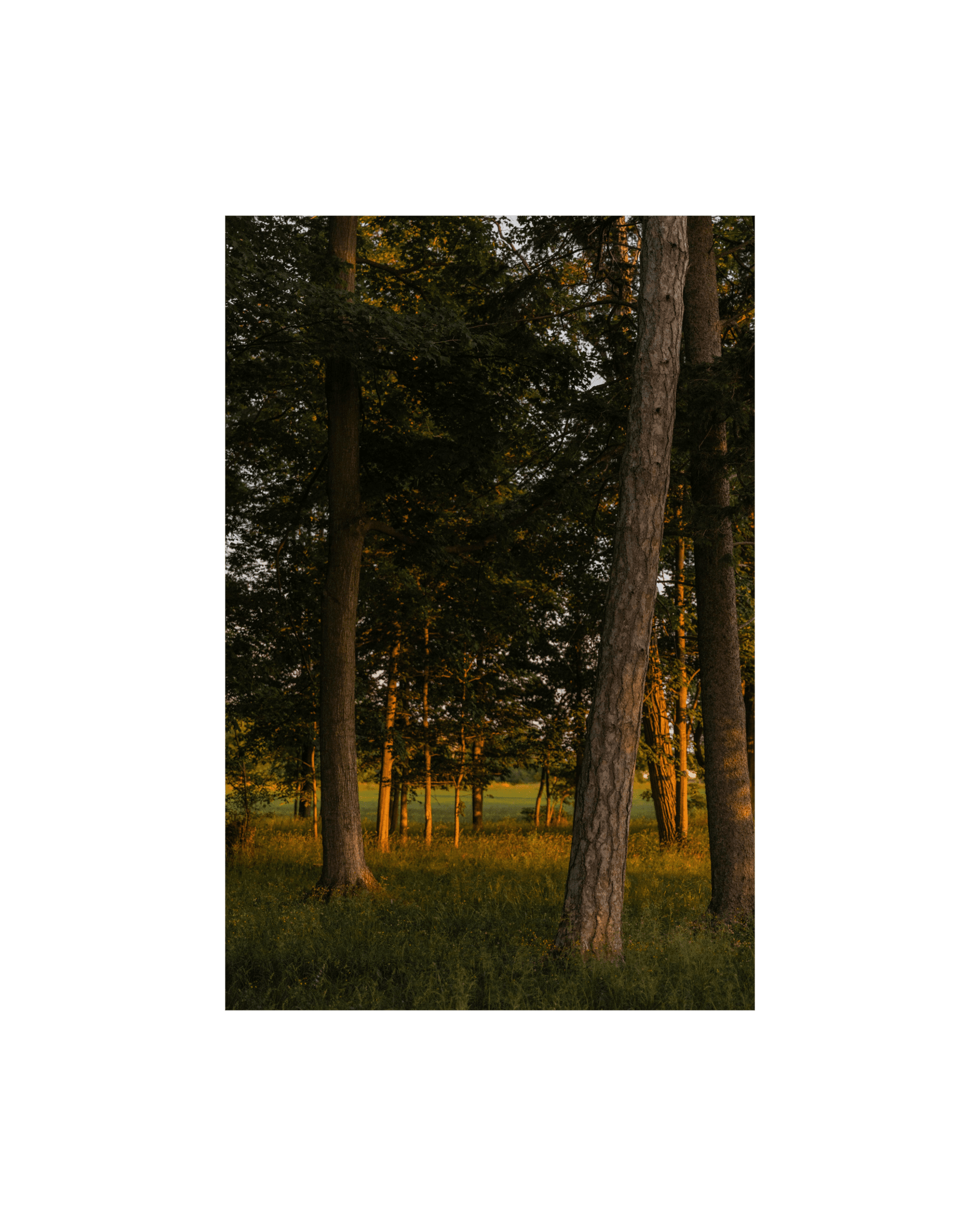 grove of trees in warm sunlight